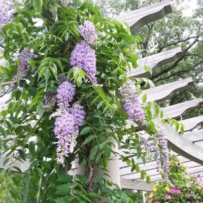 Глициния макростахия БЛЮ МУН в Ростове-на-Дону