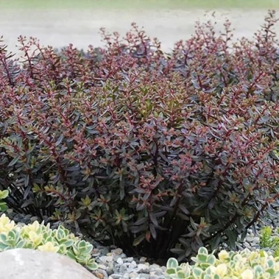 Очиток (седум) САНСПАРКЛЕР ДЖЕЙД ТАФФЕТ в Ростове-на-Дону