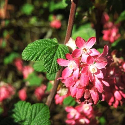 Смородина кроваво-красная ПУЛБОРО СКАРЛЕТ  в Ростове-на-Дону