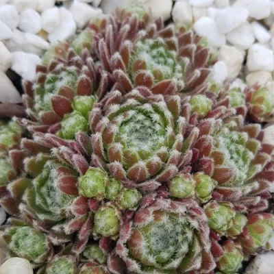 Молодило МОРКЕРС МЕРИТ в Ростове-на-Дону