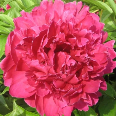 Пион ПУРПУРНЫЙ ФЕНИКС травянистый в Ростове-на-Дону