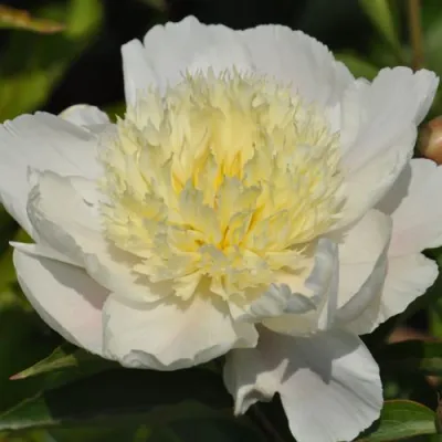 Пион ЗОЛОТАЯ ШПИЛЬКА травянистый в Ростове-на-Дону