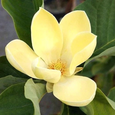 Магнолия ЕЛЛОУ ЛАНТЕРН в Ростове-на-Дону