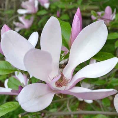 Магнолия ДЖОРДЖ ГЕНРИ КЕРН в Ростове-на-Дону