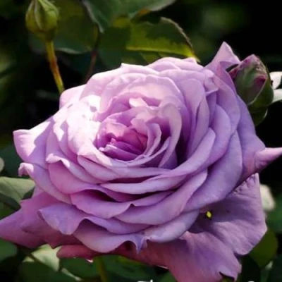 саженцы роз Лугдунум