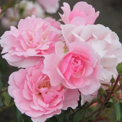 Роза БОНИКА флорибунда в Ростове-на-Дону