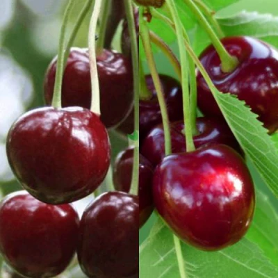 Комплект ВИШНЕВЫЙ ТАНДЕМ в Ростове-на-Дону