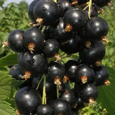 Смородина черная ИСКУШЕНИЕ в Ростове-на-Дону