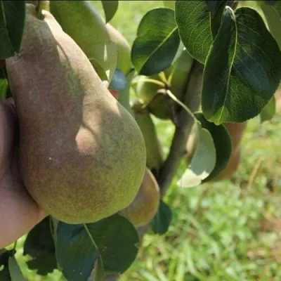 Груша БРЯНСКАЯ КРАСАВИЦА в Ростове-на-Дону