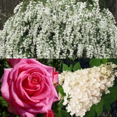 Комплект ВЕЧНАЯ КЛАССИКА в Ростове-на-Дону