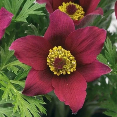 Прострел ПИНВИЛ РЕД ШЕЙДЕС в Ростове-на-Дону