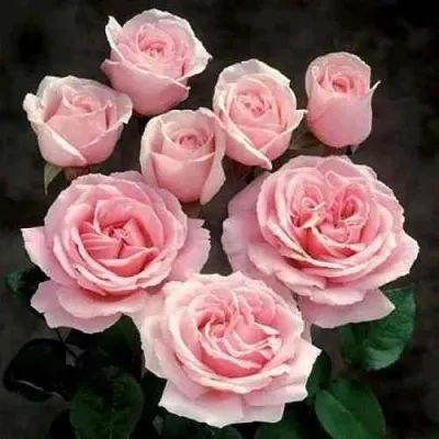 Роза ФРЕДЕРИК МИСТРАЛЬ чайно-гибридная в Ростове-на-Дону