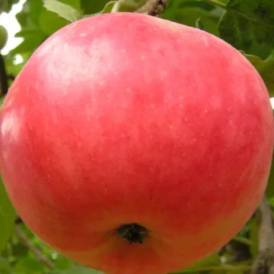 Яблоня СУЙСЛЕПСКОЕ (МАЛИНОВКА) в Ростове-на-Дону