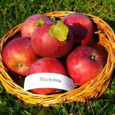 Яблоня ВЕСЯЛИНА в Ростове-на-Дону