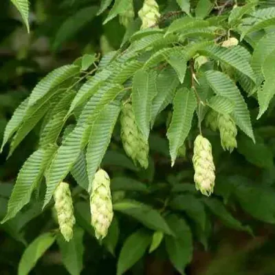 Граб японский в Ростове-на-Дону