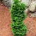 Туя СПИРАЛИС МИНИ западная в Ростове-на-Дону