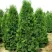 Туя ПИРАМИДАЛИС КОМПАКТА западная в Ростове-на-Дону