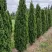 Туя ДЕГРУТ СПАЙР западная в Ростове-на-Дону