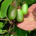 Актинидия ДОКТОР ШИМАНОВСКИЙ коломикта в Ростове-на-Дону