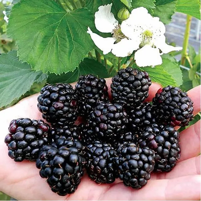 Ежевика садовая Ежевика садовая