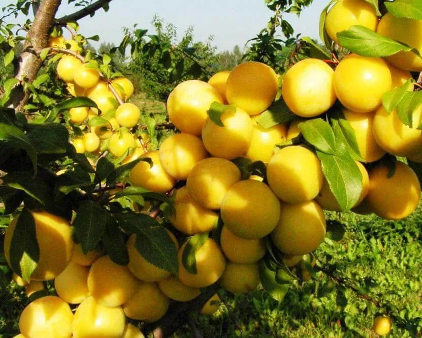 Саженцы сливы  Саженцы сливы