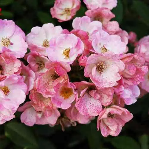 Саженцы роз АЛДЕН БИЗЕН мускусная  Саженцы роз АЛДЕН БИЗЕН мускусная в Ростове-на-Дону