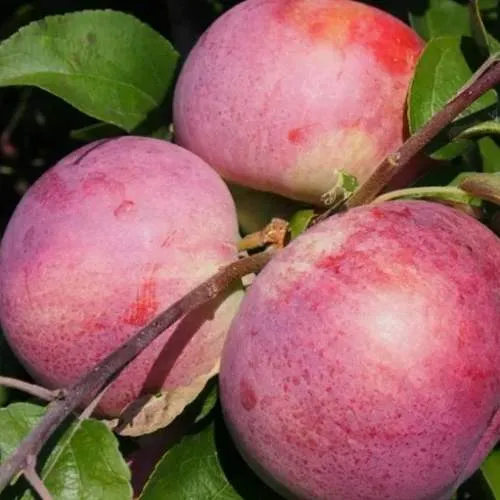 Яблоня БЕЛОРУССКОЕ МАЛИНОВОЕ  Яблоня БЕЛОРУССКОЕ МАЛИНОВОЕ в Ростове-на-Дону