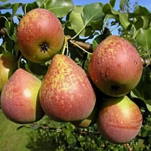 Груша МРАМОРНАЯ  Груша МРАМОРНАЯ в Ростове-на-Дону