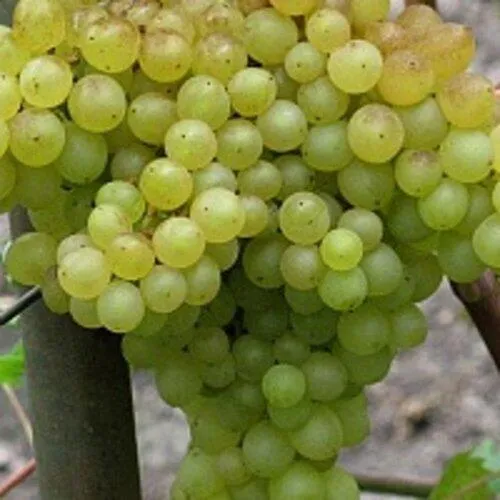 Виноград КИШМИШ 342 в Ростове-на-Дону