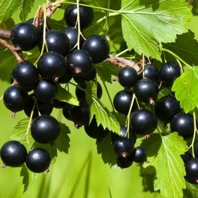 Саженцы смородины оптом  Саженцы смородины оптом в Ростове-на-Дону