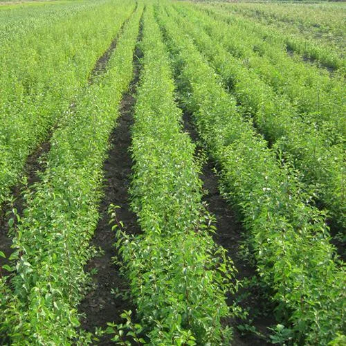 Подвой сливы ДИКАЯ АЛЫЧА в Ростове-на-Дону