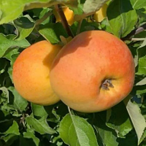 Яблоня АНТОНОВКА ЗОЛОТАЯ  Яблоня АНТОНОВКА ЗОЛОТАЯ в Ростове-на-Дону