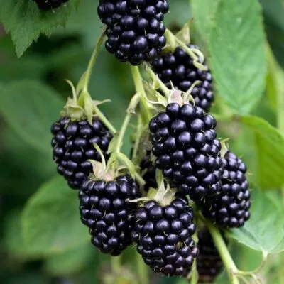 Ремонтантная  Ремонтантная в Ростове-на-Дону