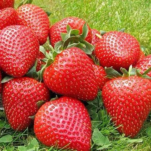 Клубника ЭЛИАНЕ  Клубника ЭЛИАНЕ в Ростове-на-Дону