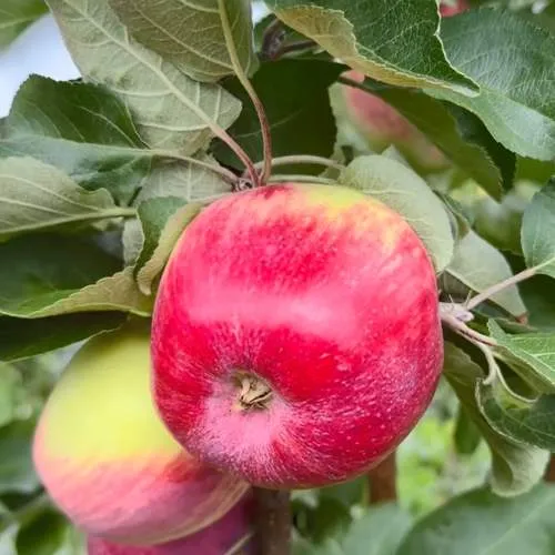 Яблоня АРБАТ колонновидная  Яблоня АРБАТ колонновидная в Ростове-на-Дону