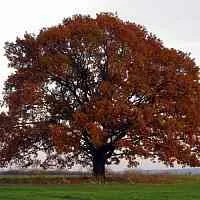 Дуб скальный  Дуб скальный в Ростове-на-Дону