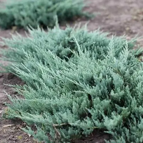 Можжевельник БЛЮ ЧИП горизонтальный  Можжевельник БЛЮ ЧИП горизонтальный в Ростове-на-Дону