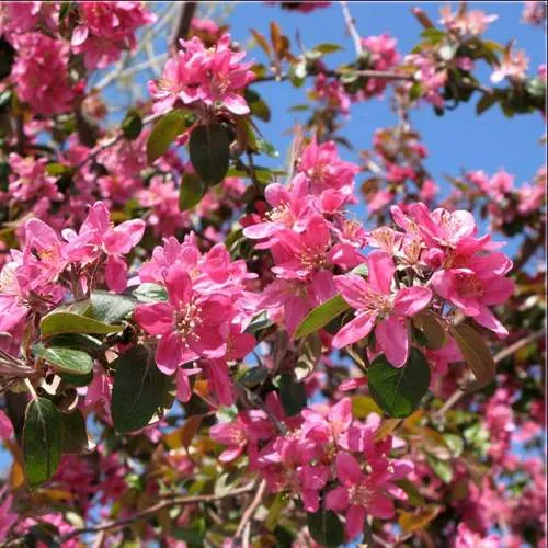 Яблоня ХЕЛЕНА декоративная  Яблоня ХЕЛЕНА декоративная в Ростове-на-Дону