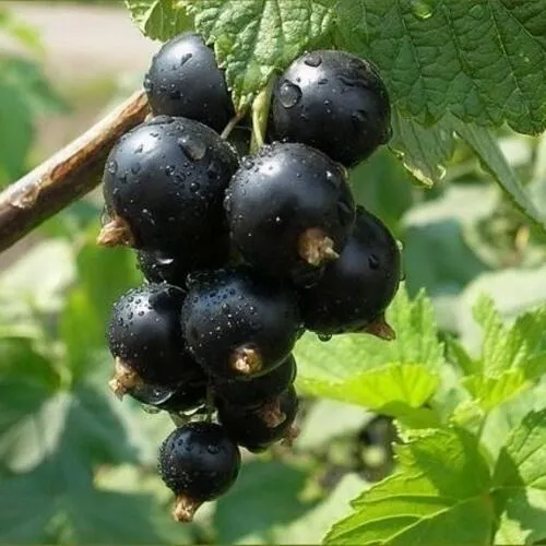 Смородина черная ПИГМЕЙ  Смородина черная ПИГМЕЙ в Ростове-на-Дону