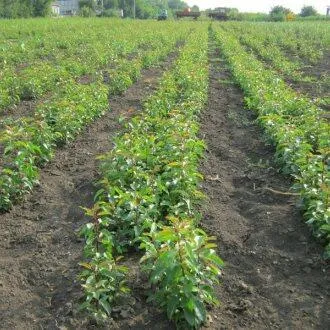 Подвой груши ДИКАЯ ГРУША  Подвой груши ДИКАЯ ГРУША в Ростове-на-Дону