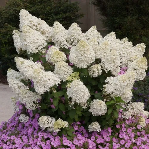 Гортензия БОБО метельчатая  Гортензия БОБО метельчатая в Ростове-на-Дону