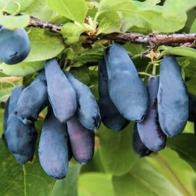 Саженцы жимолости оптом  Саженцы жимолости оптом в Ростове-на-Дону