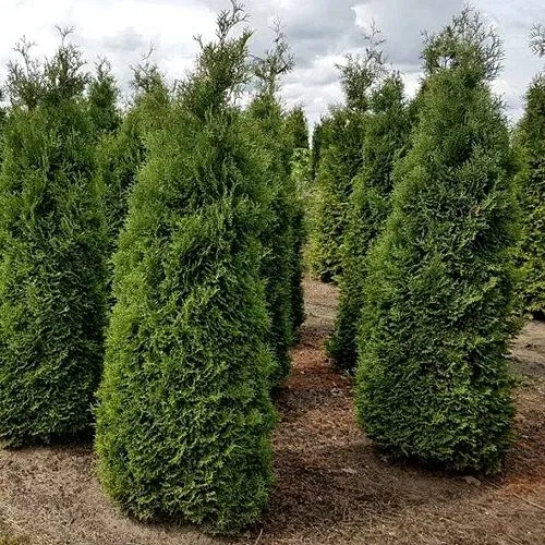 Туя ХОЛМСТРУП западная  Туя ХОЛМСТРУП западная в Ростове-на-Дону