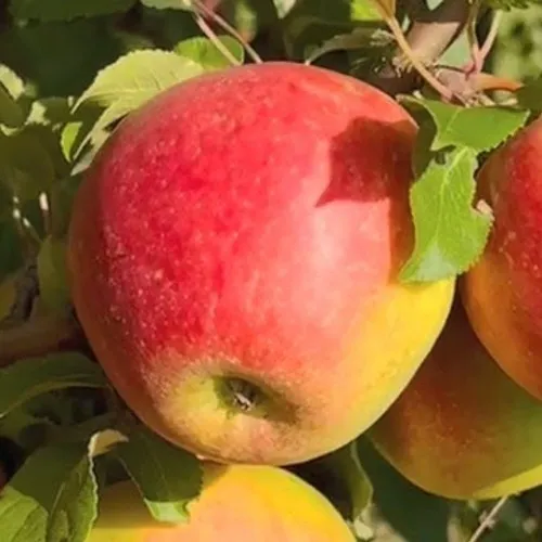 Яблоня САКАВИТА  Яблоня САКАВИТА в Ростове-на-Дону