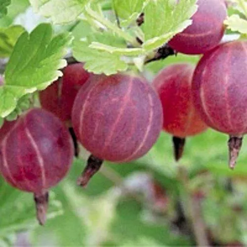 Крыжовник РАВОЛТ  Крыжовник РАВОЛТ в Ростове-на-Дону