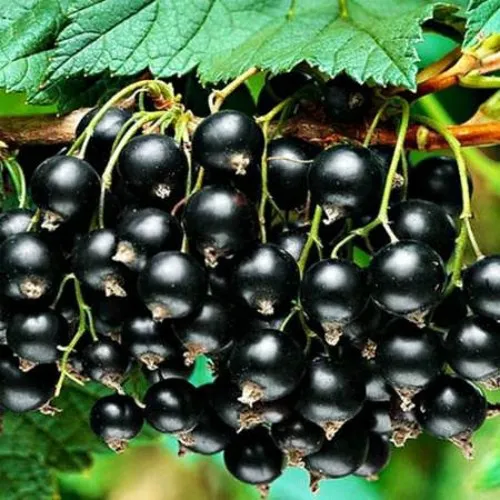 Смородина черная АТЛАНТ  Смородина черная АТЛАНТ в Ростове-на-Дону