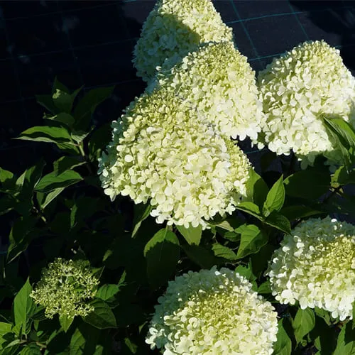 Гортензия СЕЛЕКШН метельчатая в Ростове-на-Дону