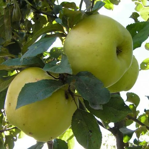 Яблоня АНТОНОВКА ОБЫКНОВЕННАЯ  Яблоня Антоновка Обыкновенная в Ростове-на-Дону