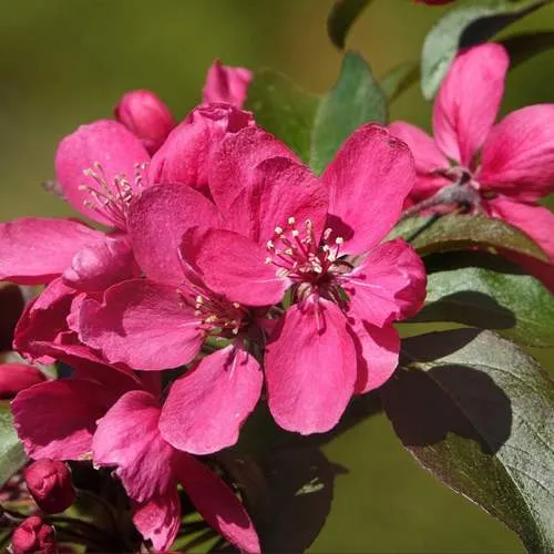 Яблоня НЕДЗВЕЦКОГО  Яблоня НЕДЗВЕЦКОГО в Ростове-на-Дону