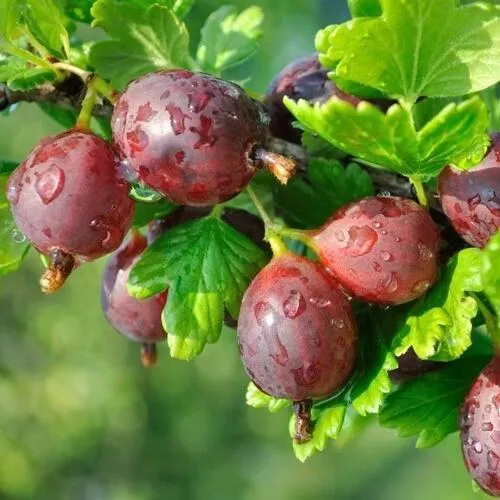 Крыжовник СЕРЕНАДА  Крыжовник СЕРЕНАДА в Ростове-на-Дону